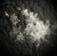 /album/fotecky/a55-jpg/