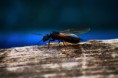 /album/fotecky/a109-jpg/