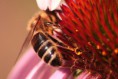 /album/fotecky/a135-jpg/